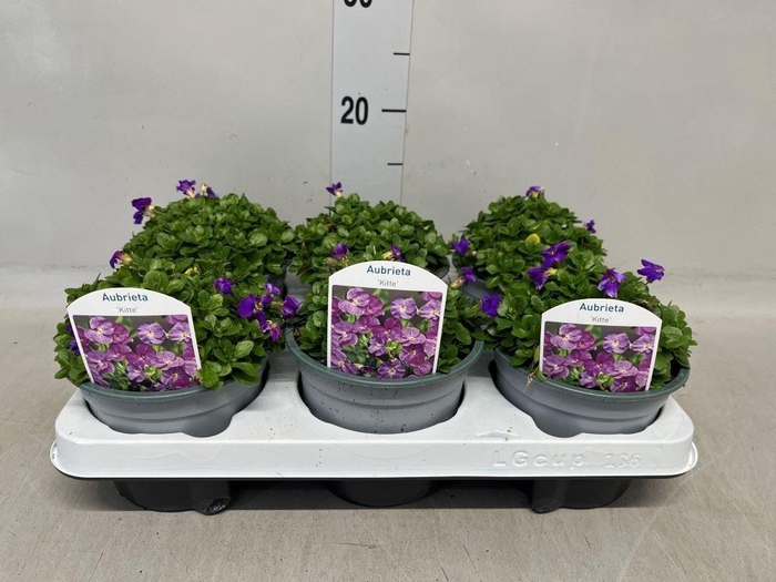 Aubrieta gracilis 'Kitte'