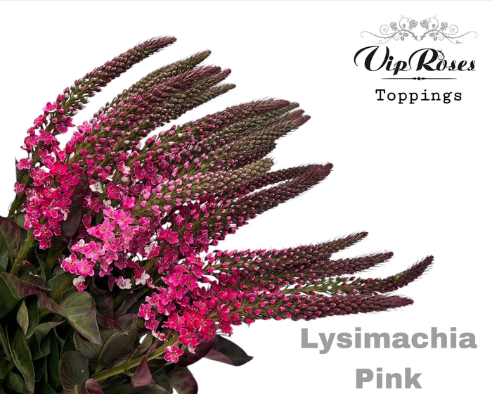<h4>Lysimachia Pink</h4>