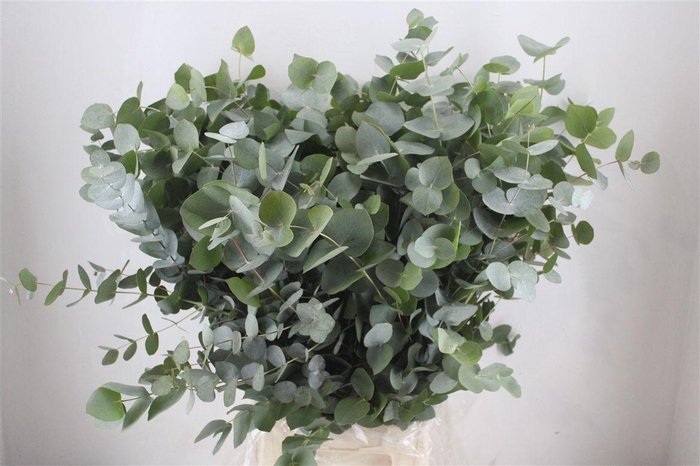 <h4>Euca Cinerea 300gr P Bunch</h4>