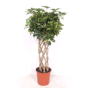Schefflera Gold Capella