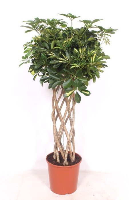 <h4>Schefflera Gold Capella</h4>