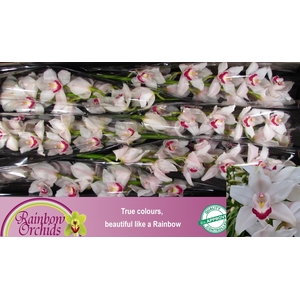 CYMB T RAINB BEYONCE