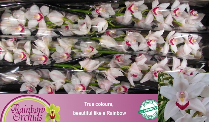 <h4>CYMB T RAINB BEYONCE</h4>