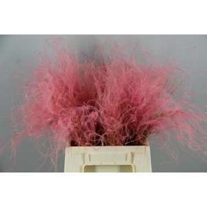 Df Stypha 40cm Bs Light Pink