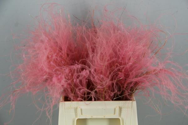 Df Stypha 40cm Bs Light Pink