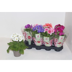 Prim Ob Sweetk A Gem