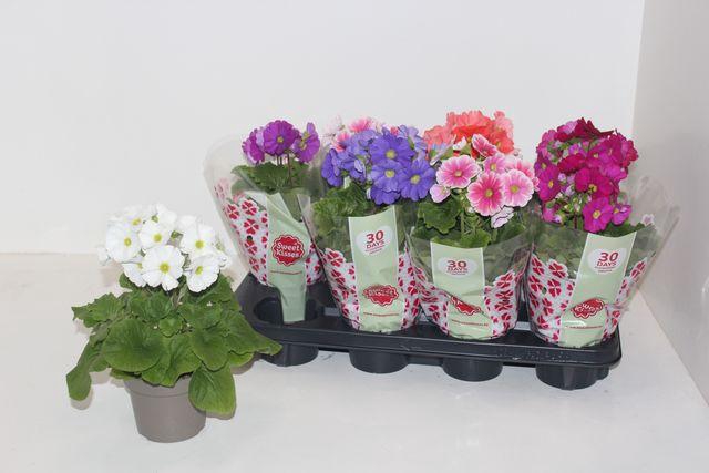 <h4>Prim Ob Sweetk A Gem</h4>