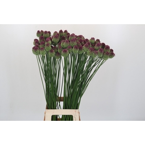 Allium Sphaerocephalon