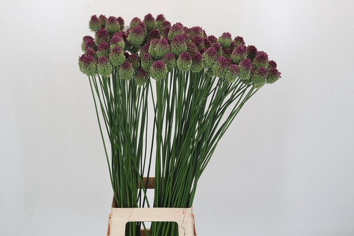 <h4>Allium Sphaerocephalon</h4>