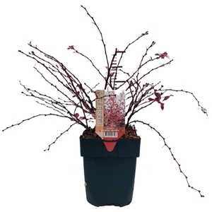 Berberis thunbergii Harlequin