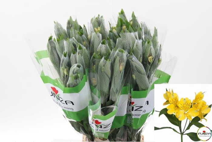 <h4>Alstr Voyager Yellow Fu 70cm</h4>