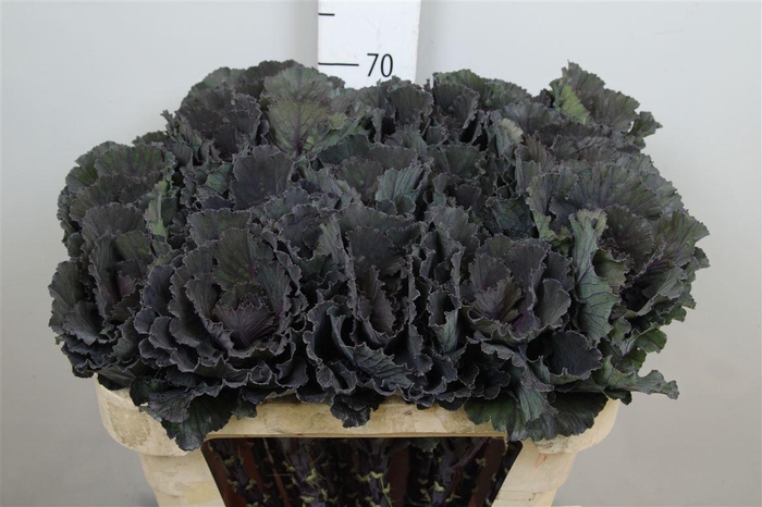 <h4>Brass Black Leaf</h4>