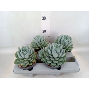 Pachyphytum  'Corvus'
