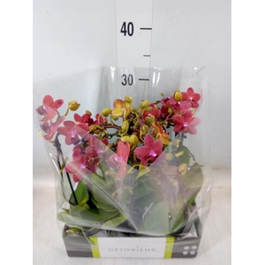 Phalaenopsis multi.   ...red