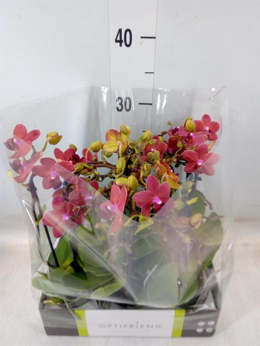 <h4>Phalaenopsis multi.   ...red</h4>