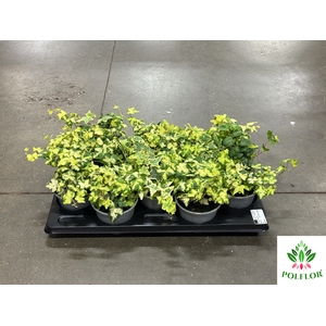 Hedera Helix Goldheart 12Ø 18cm