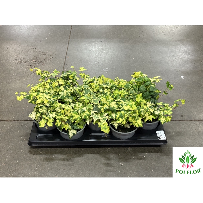 <h4>Hedera Helix Goldheart 12Ø 18cm</h4>