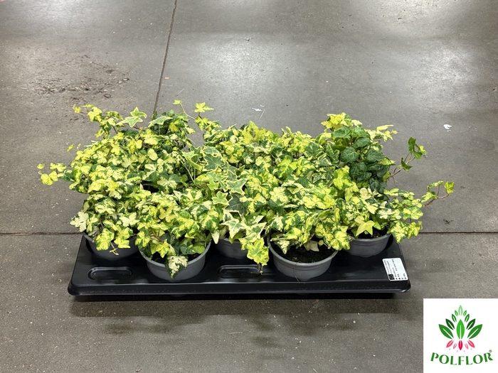 Hedera Helix Goldheart 12Ø 18cm