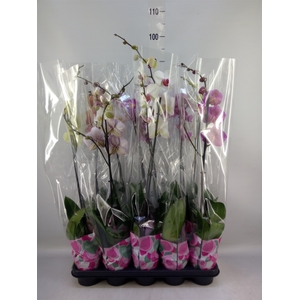 Phalaenopsis   ...mix  5