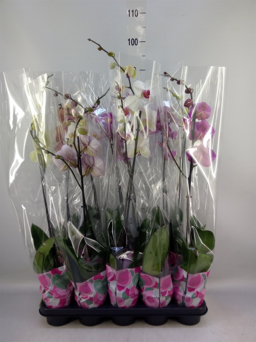 <h4>Phalaenopsis   ...mix  5</h4>