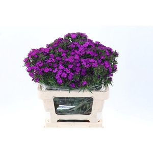 Di Barb Am Neon Purp