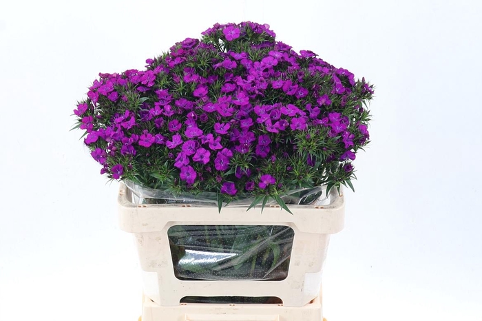 <h4>Di Barb Am Neon Purp</h4>