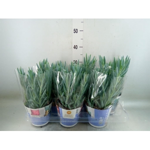 Curio ficoides 'Mount everest'