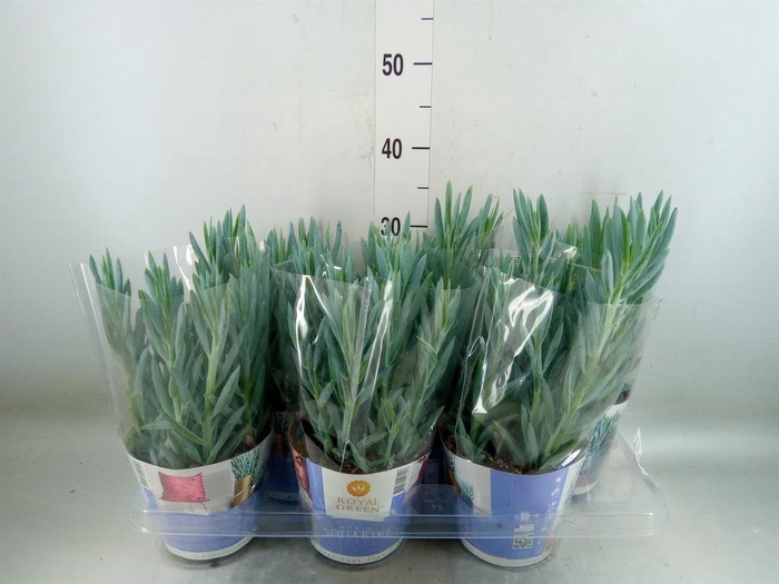 <h4>Curio ficoides 'Mount everest'</h4>