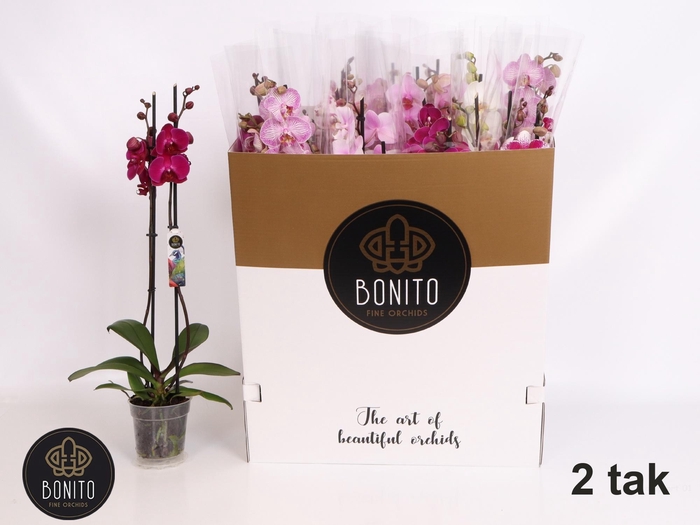 <h4>PHAL GEM 7 KL</h4>