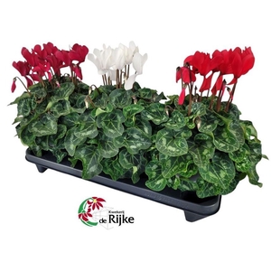 Cyclamen Super Serie XL 15 KerstMix