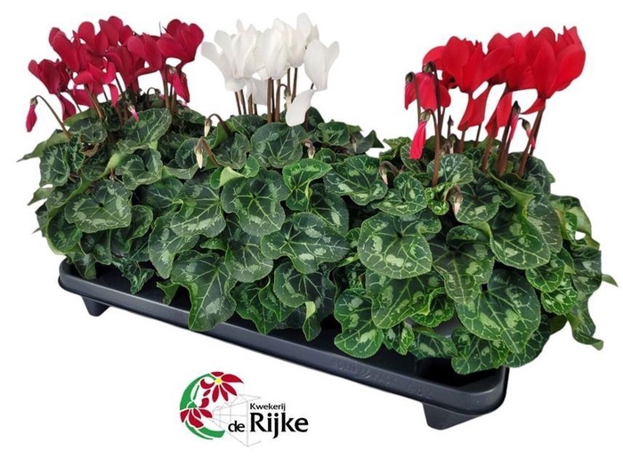 <h4>Cyclamen Super Serie XL 15 KerstMix</h4>