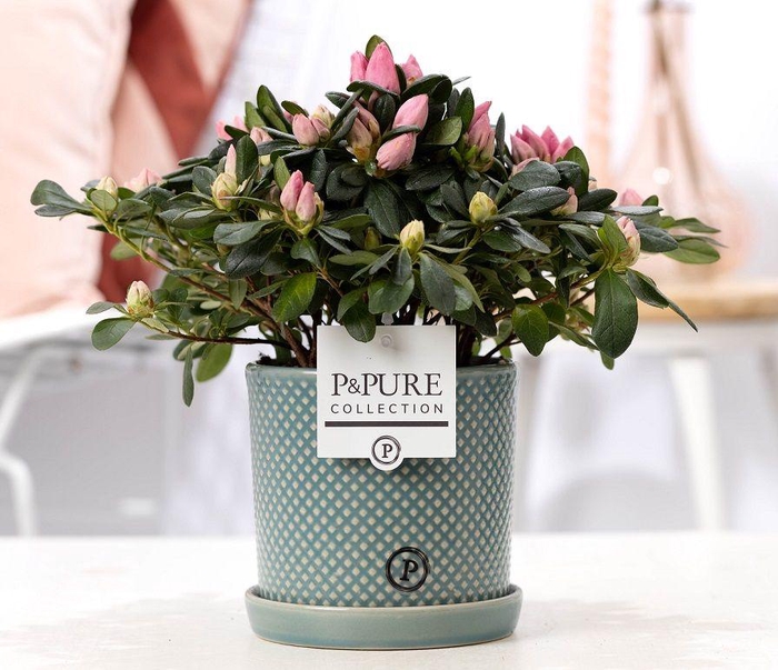 <h4>1st class Azalea pink in P&PURE Lauren ceramics</h4>