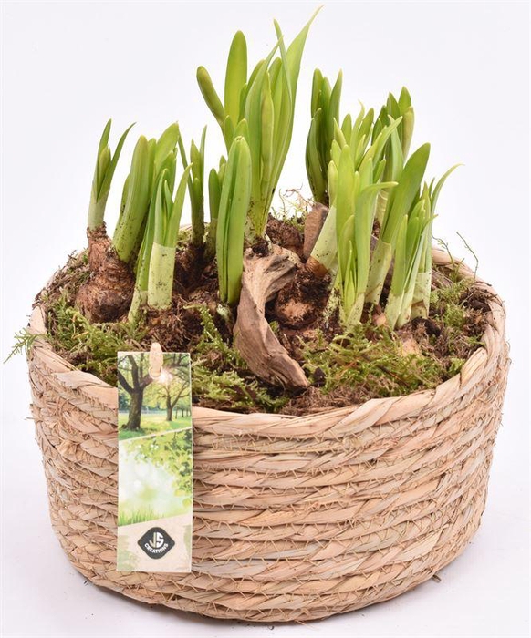 <h4>Touwmand laag 19,5cm</h4>