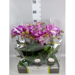 Phalaenopsis multi.   ...rose