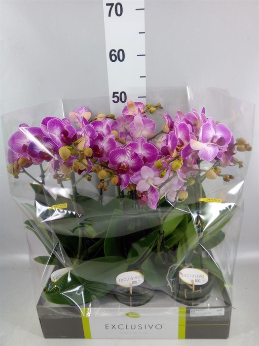 <h4>Phalaenopsis multi.   ...rose</h4>