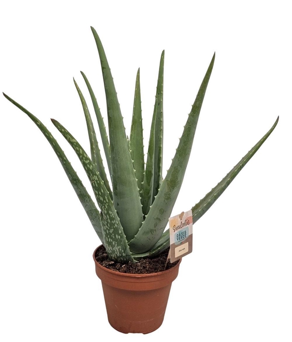 <h4>ALOE VERA</h4>