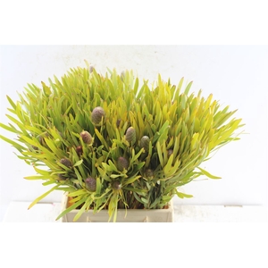 Kaaps Sabulosum