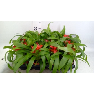 Guzmania  'Tempo'