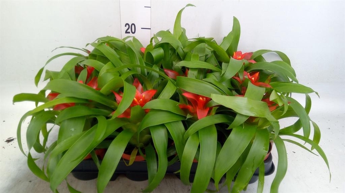 <h4>Guzmania  'Tempo'</h4>