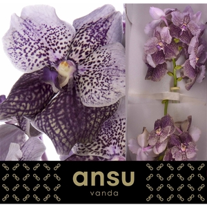 Vanda Antique Mauve Plum