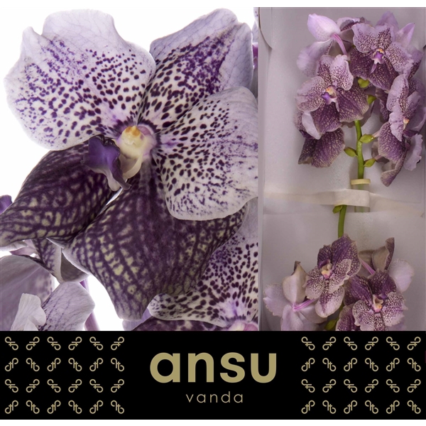 <h4>Vanda Antique Mauve Plum</h4>