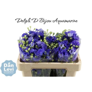DELPH D BIJOU AQUAM