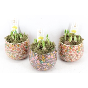 arr4 Narcis FL - Late fashion rond x3