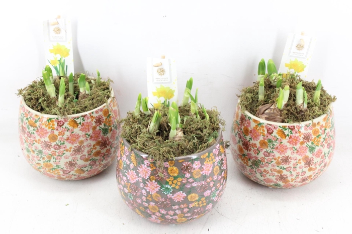 <h4>arr4 Narcis FL - Late fashion rond x3</h4>