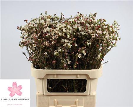 <h4>Chame Moonl Delight</h4>