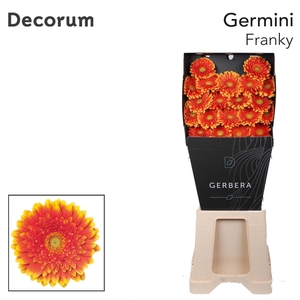 Germini Franky Diamond