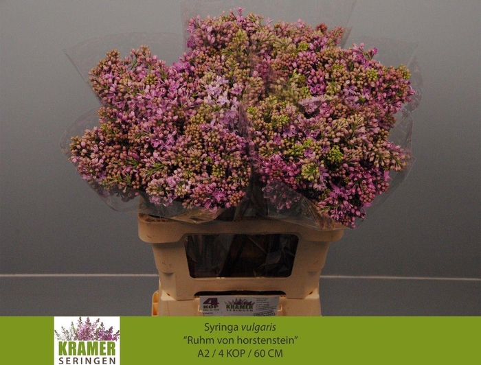 <h4>SYR V R V HORSTENST</h4>