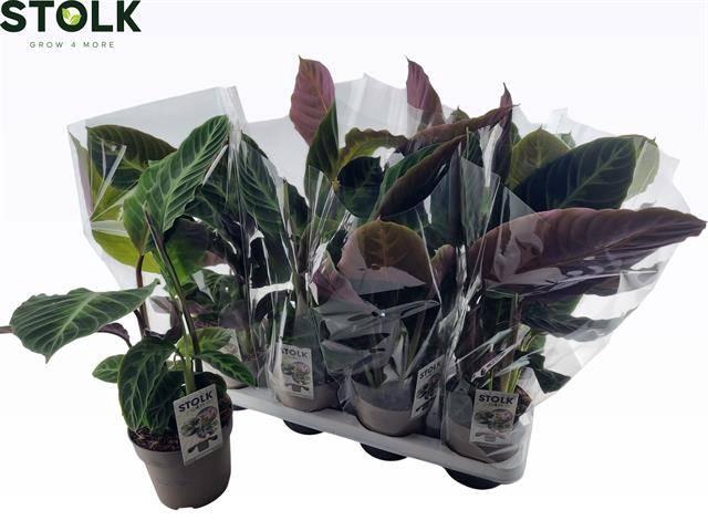 <h4>CALAT WARSCEWICZII</h4>