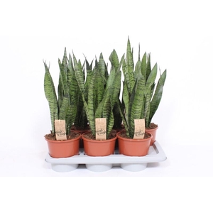 Sansevieria Zeylanica SAZE17TF