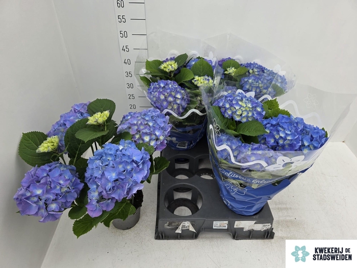 <h4>HYDR M BLAUER ZWERG</h4>